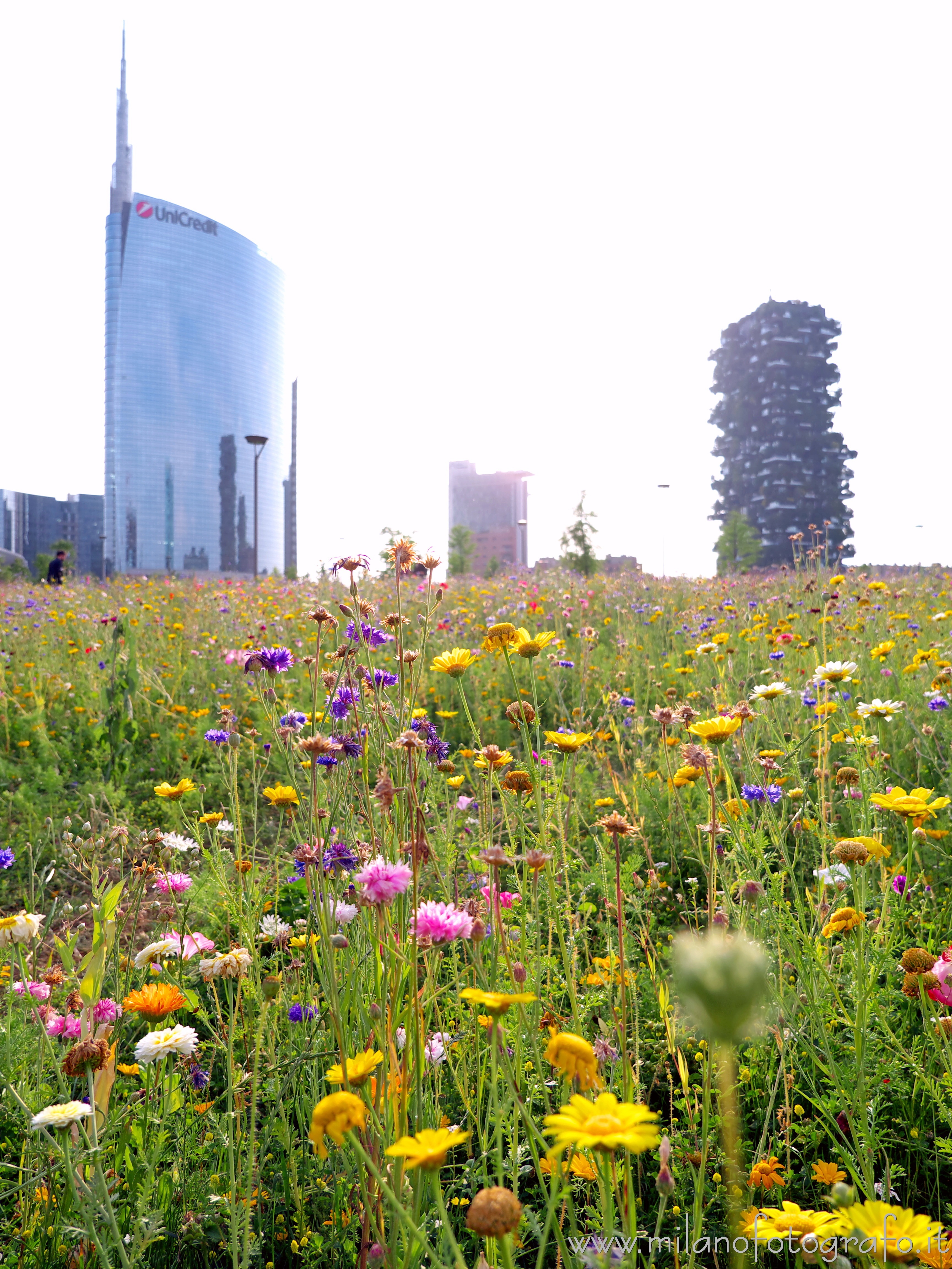 Milan (Italy) - The skyscrapers of Porta Nuova on the background of a flowery meadow